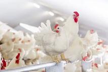 Laying Hens - Photo 3