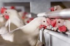 Laying Hens - Photo 4