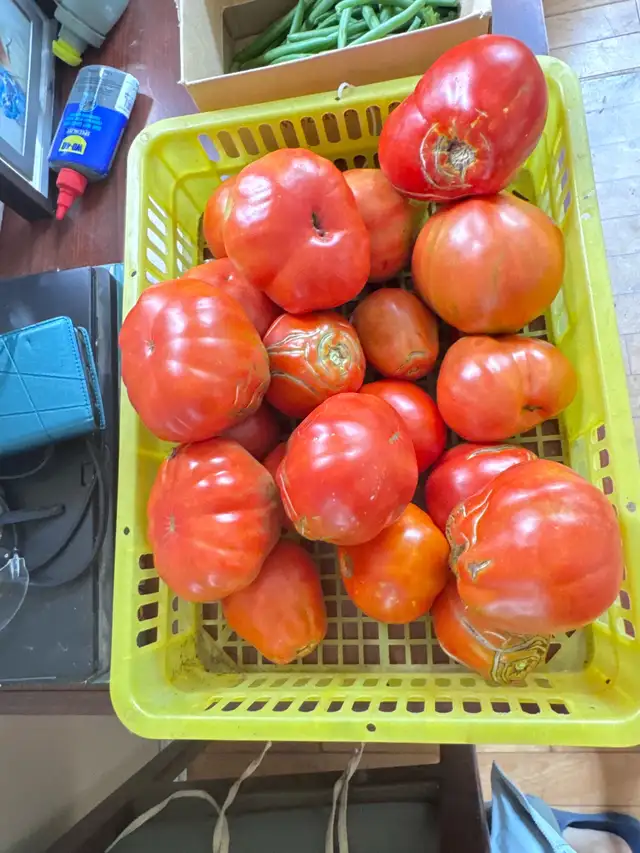 beefsteak tomatoes for sale