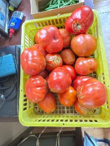 beefsteak tomatoes for sale