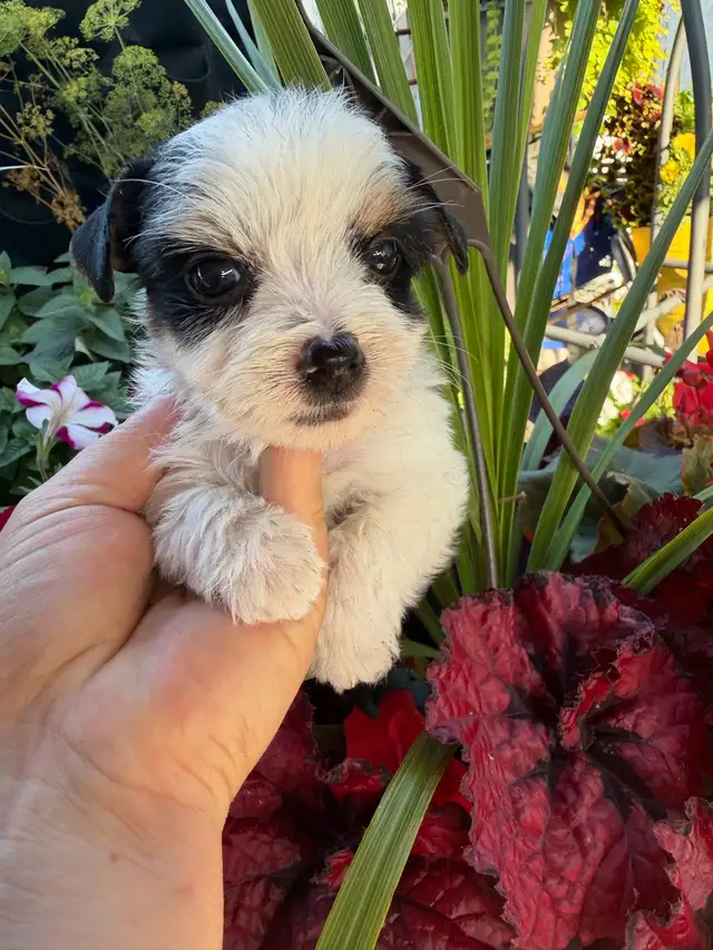 Biewer Yorkshire Terrier Girl – One Puppy Available