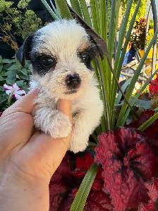 Biewer Yorkshire Terrier Girl – One Puppy Available