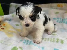 Biewer Yorkshire Terrier Girl – One Puppy Available - Photo 2