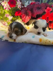 Biewer Yorkshire Terrier Girl – One Puppy Available - Photo 3