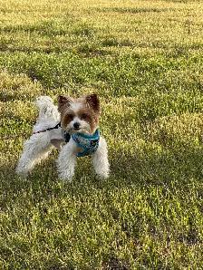 Biewer Yorkshire Terrier Girl – One Puppy Available - Photo 4
