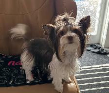 Biewer Yorkshire Terrier Girl – One Puppy Available - Photo 5