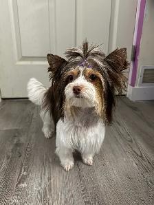 Biewer Yorkshire Terrier Girl – One Puppy Available - Photo 6