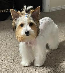 Biewer Yorkshire Terrier Girl – One Puppy Available - Photo 7