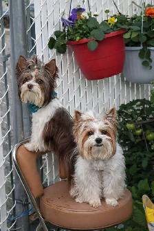 Biewer Yorkshire Terrier Girl – One Puppy Available - Photo 8