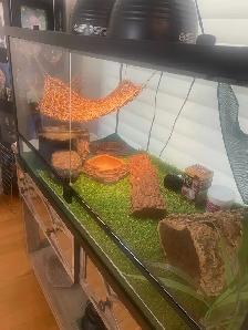 40 GALLON TERRARIUM FOR SALE - LIKE NEW WITH ACCESSORIES - Photo 3