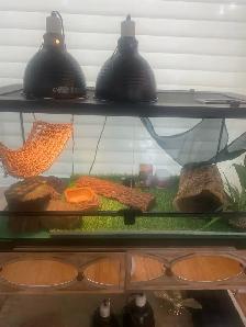 40 GALLON TERRARIUM FOR SALE - LIKE NEW WITH ACCESSORIES - Photo 4