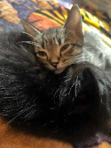 3 baby kittens $60 each - Photo 4