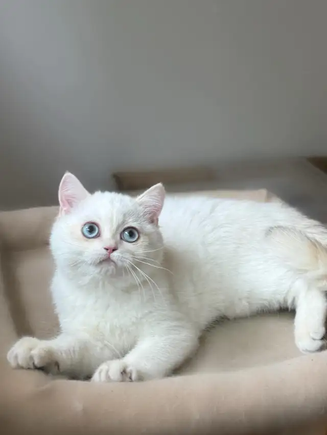 Adorable British Shorthair Kitten