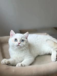 Adorable British Shorthair Kitten