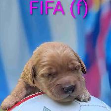 pure-bred Golden Retriever puppies