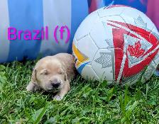pure-bred Golden Retriever puppies - Photo 2