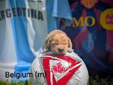 pure-bred Golden Retriever puppies - Photo 3