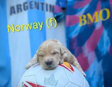 pure-bred Golden Retriever puppies - Photo 4