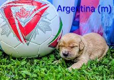 pure-bred Golden Retriever puppies - Photo 5