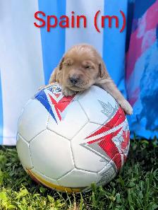pure-bred Golden Retriever puppies - Photo 6