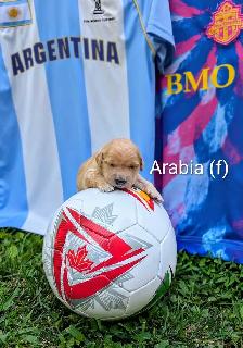 pure-bred Golden Retriever puppies - Photo 7