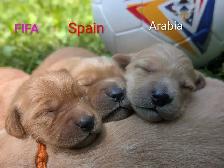 pure-bred Golden Retriever puppies - Photo 8