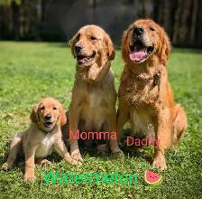 pure-bred Golden Retriever puppies - Photo 9
