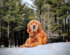 pure-bred Golden Retriever puppies - Photo 10