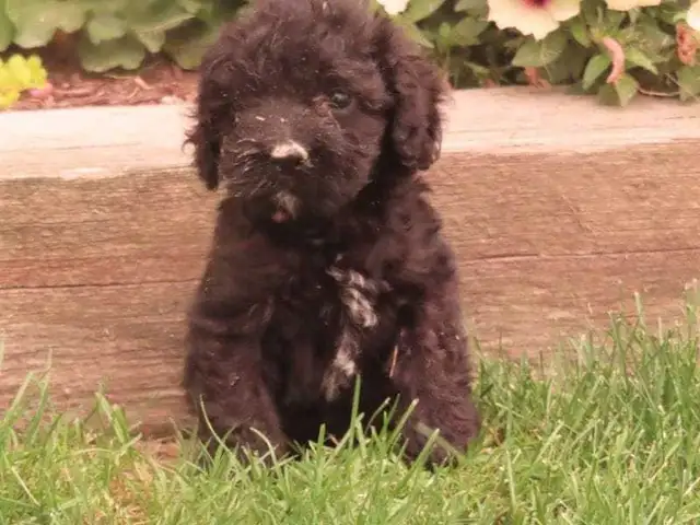 Black mini poodle male.