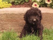 Black mini poodle male. - Photo 2