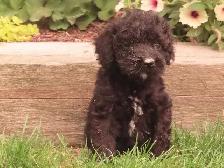 Black mini poodle male. - Photo 3