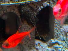 Bébés Ancitrus commun (Banlieue de Québec) - Photo 3