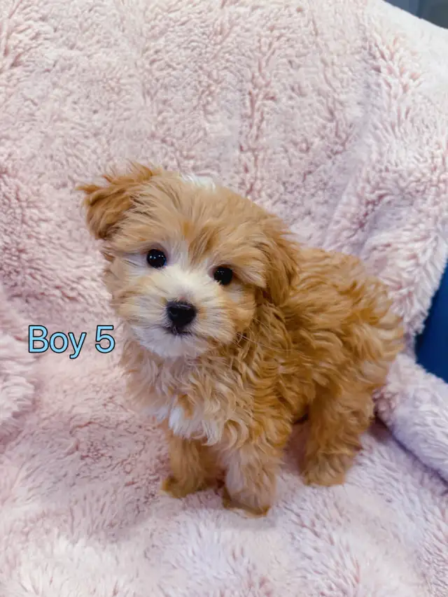 Toy poodle puppies (8-9 lbs adult weight) - Hypoallergenic