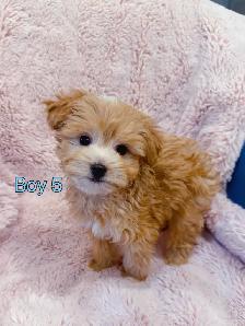 Toy poodle puppies (8-9 lbs adult weight) - Hypoallergenic