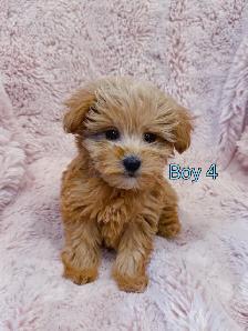 Toy poodle puppies (8-9 lbs adult weight) - Hypoallergenic - Photo 2