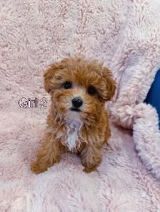 Toy poodle puppies (8-9 lbs adult weight) - Hypoallergenic - Photo 3