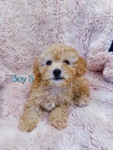 Toy poodle puppies (8-9 lbs adult weight) - Hypoallergenic - Photo 4