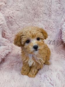 Toy poodle puppies (8-9 lbs adult weight) - Hypoallergenic - Photo 5