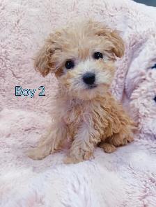 Toy poodle puppies (8-9 lbs adult weight) - Hypoallergenic - Photo 6
