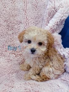 Toy poodle puppies (8-9 lbs adult weight) - Hypoallergenic - Photo 7