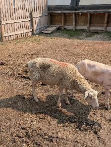 ONE old cull female sheep