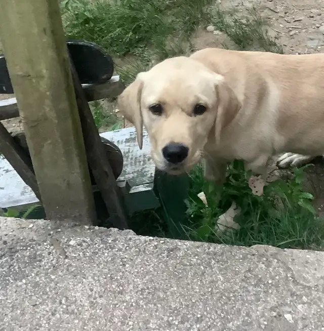 Reduced: Golden Lab Golden / Little River Duck Dog Pup