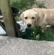 Reduced: Golden Lab Golden / Little River Duck Dog Pup
