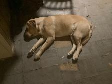 Reduced: Golden Lab Golden / Little River Duck Dog Pup - Photo 2