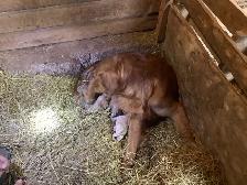 Reduced: Golden Lab Golden / Little River Duck Dog Pup - Photo 3