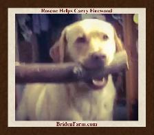Reduced: Golden Lab Golden / Little River Duck Dog Pup - Photo 4