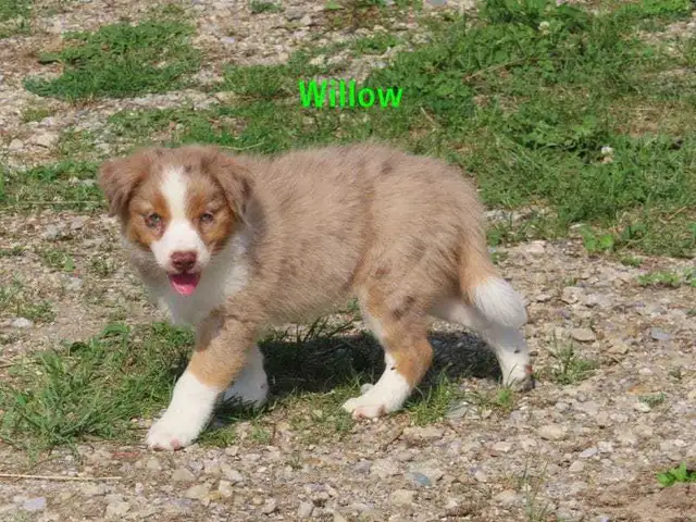 Australian Shepherd puppies