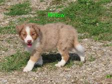 Australian Shepherd puppies