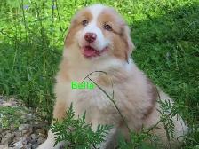 Australian Shepherd puppies - Photo 2