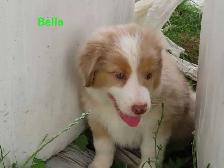 Australian Shepherd puppies - Photo 3
